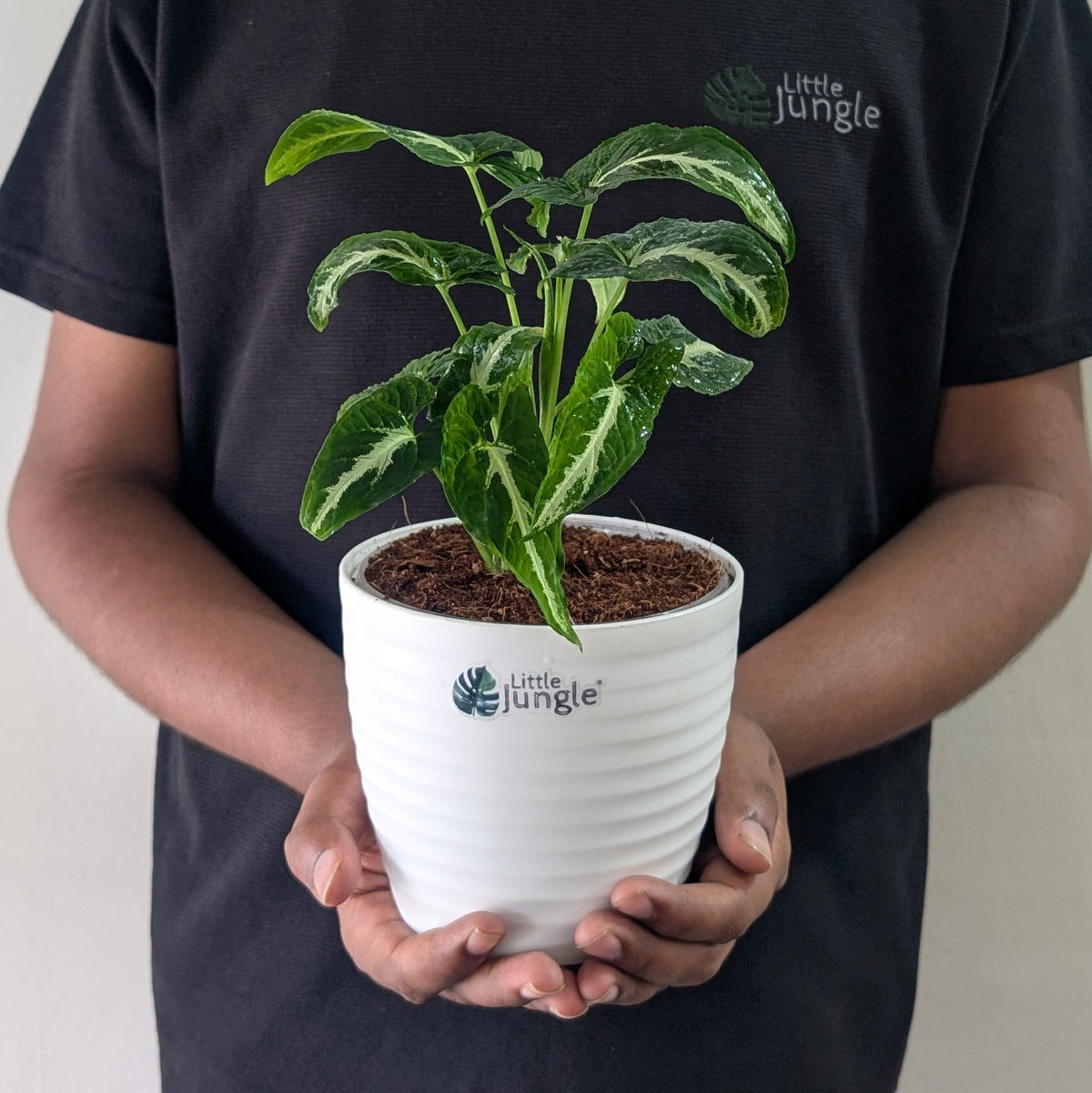 syngonium wendlandii