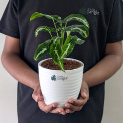 syngonium wendlandii