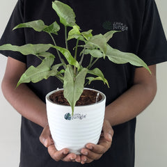 Syngonium Holly, with 5.5 inches white decor plant