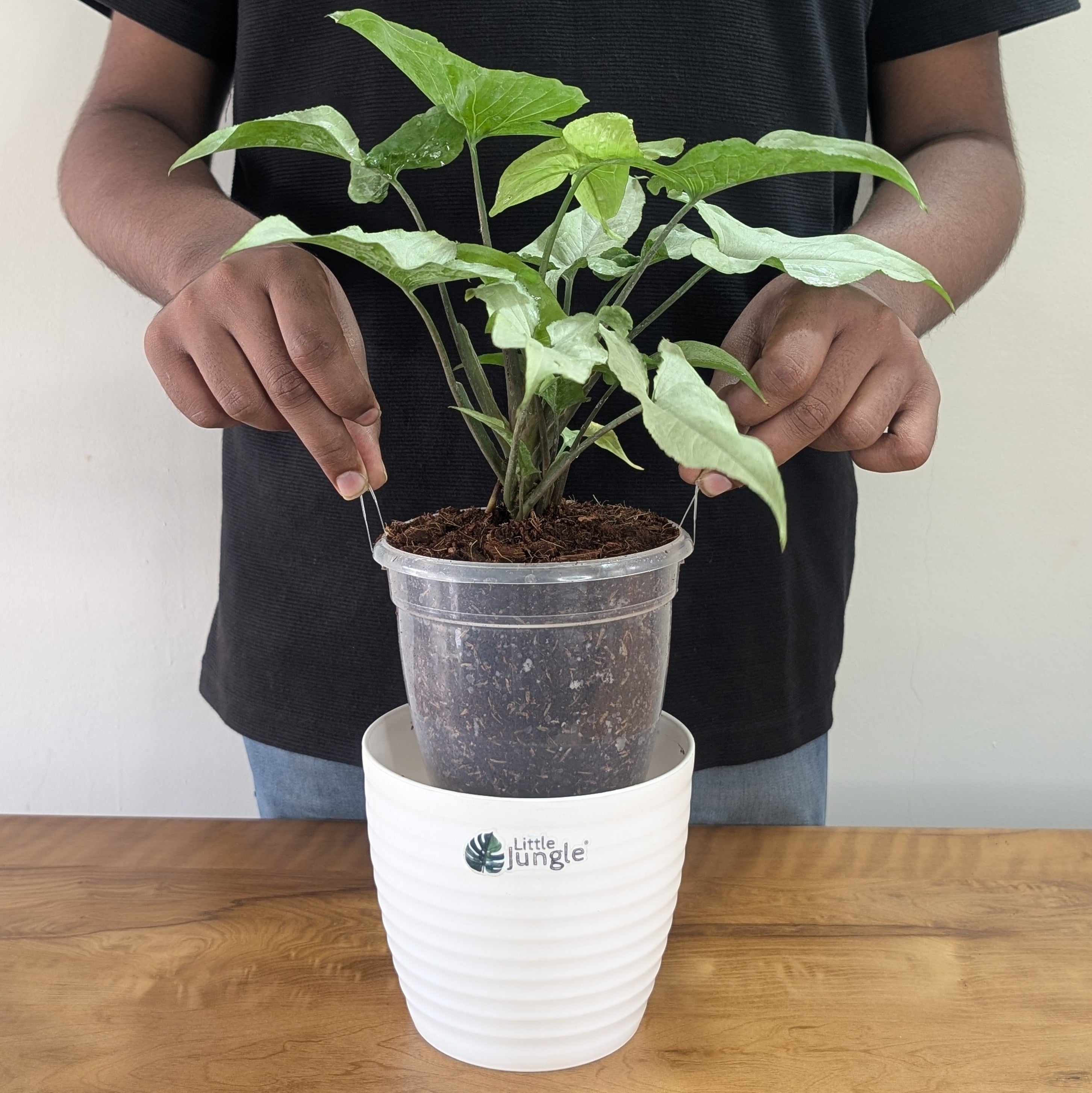 Syngonium Holly, with 5.5 inches white decor plant