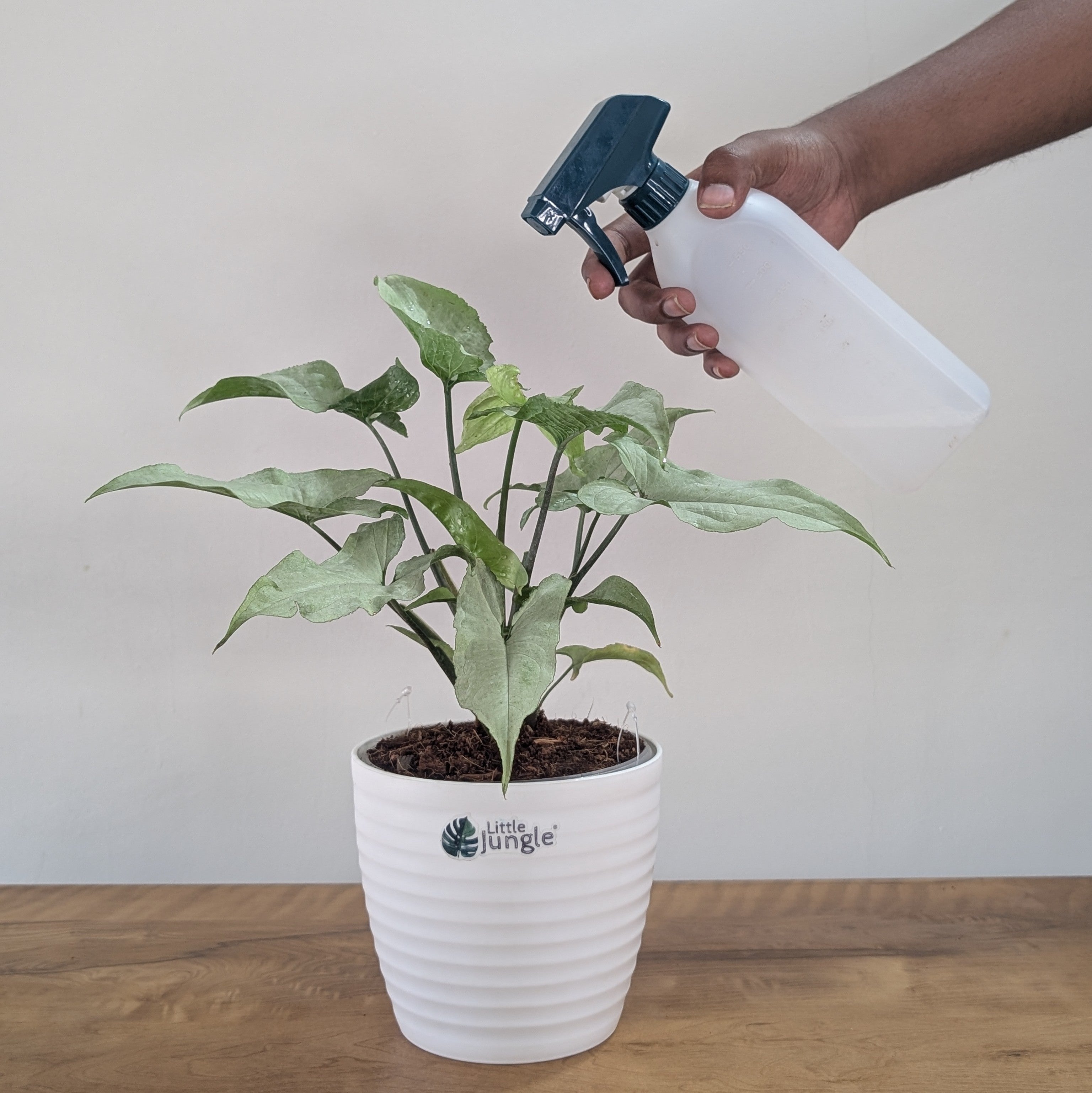 Syngonium Holly, with 5.5 inches white decor plant