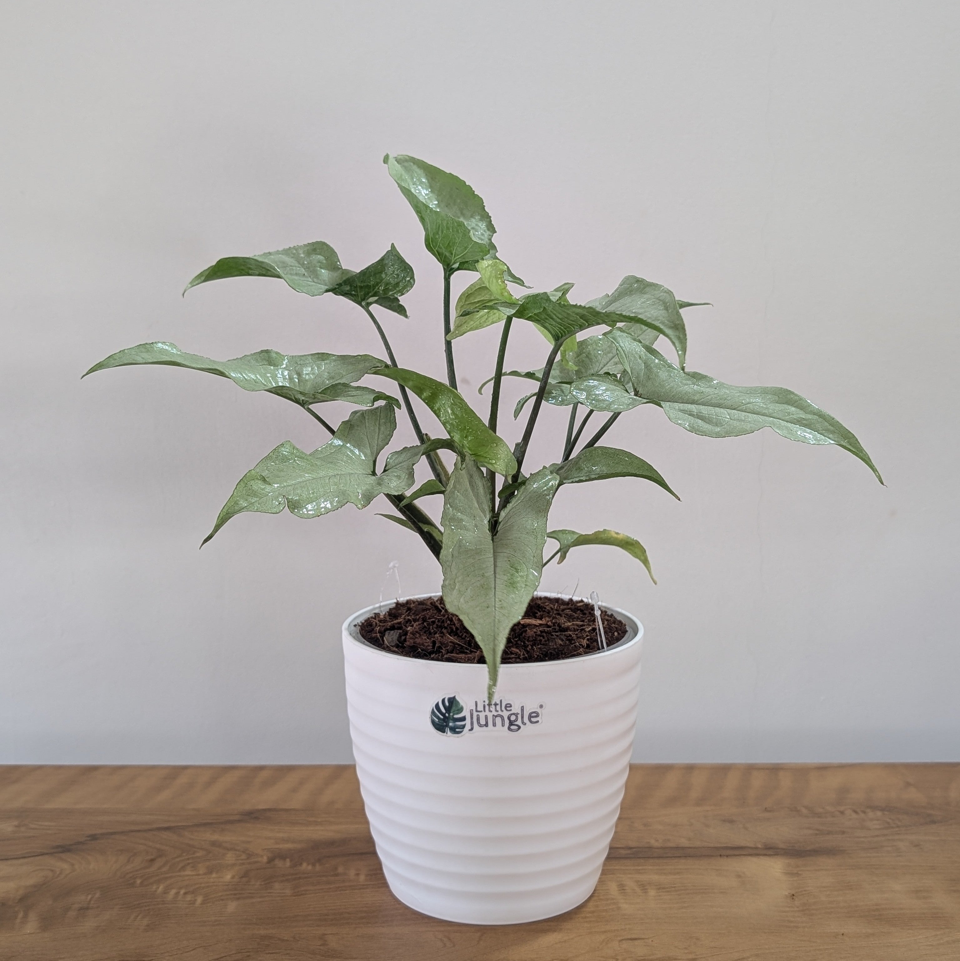 Syngonium Holly, with 5.5 inches white decor plant