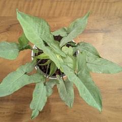 Syngonium Holly, with 5.5 inches white decor plant