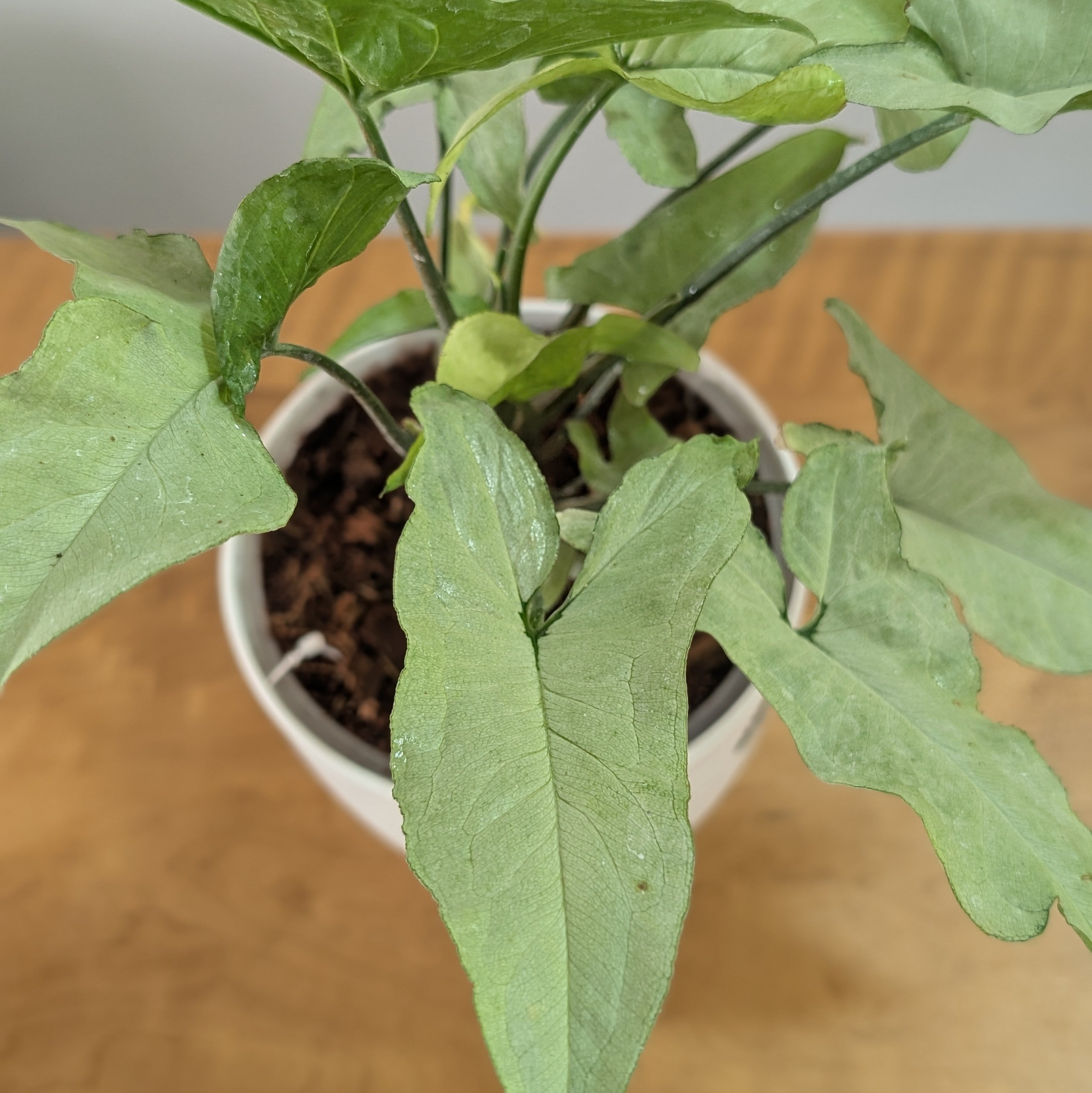 Syngonium Holly, with 5.5 inches white decor plant