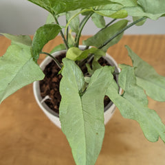 Syngonium Holly, with 5.5 inches white decor plant