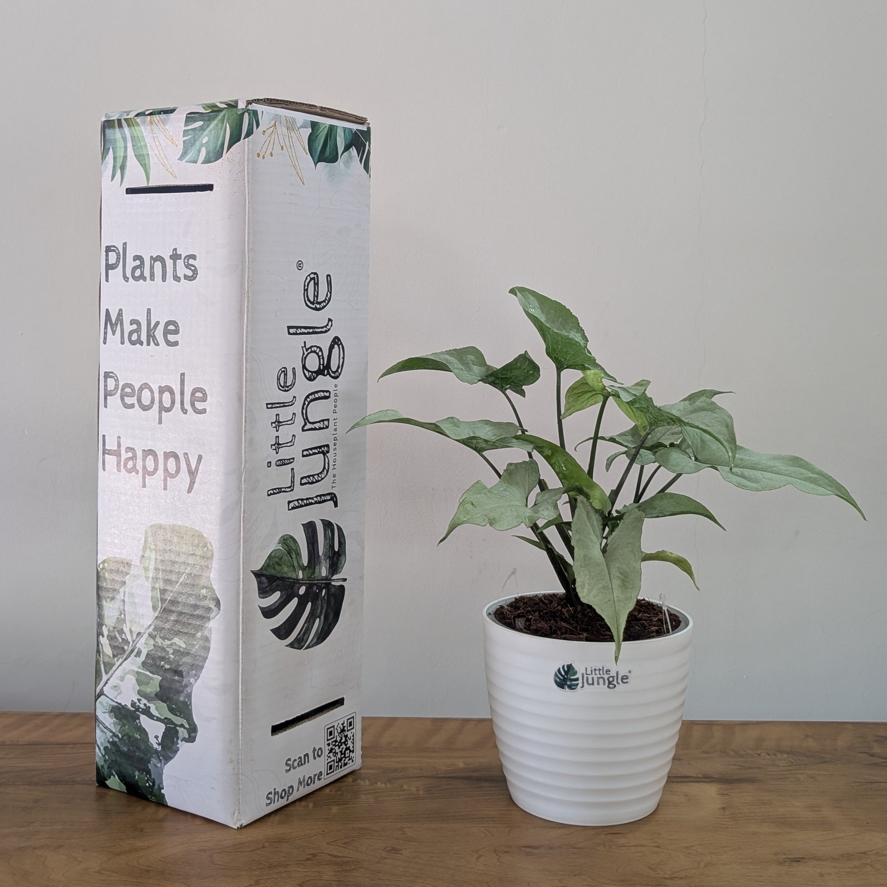 Syngonium Holly, with 5.5 inches white decor plant