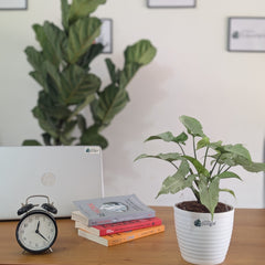 Syngonium Holly, with 5.5 inches white decor plant