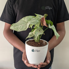Syngonium Milk Confetti, with 5.5 inches white decor plant
