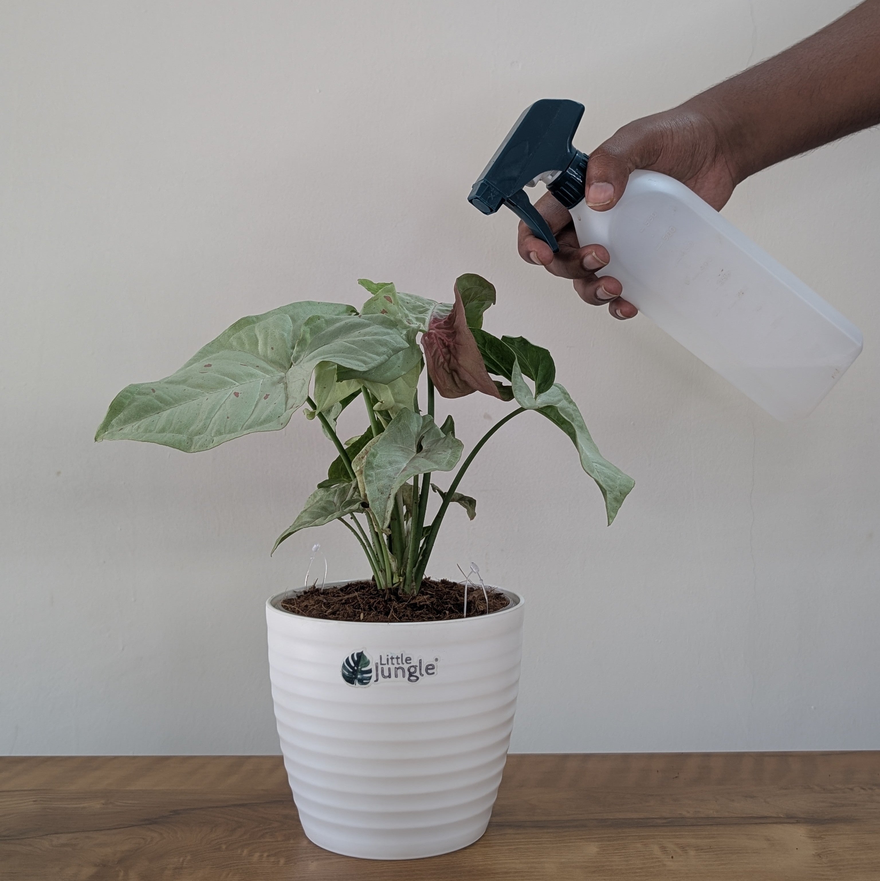 Syngonium Milk Confetti, with 5.5 inches white decor plant