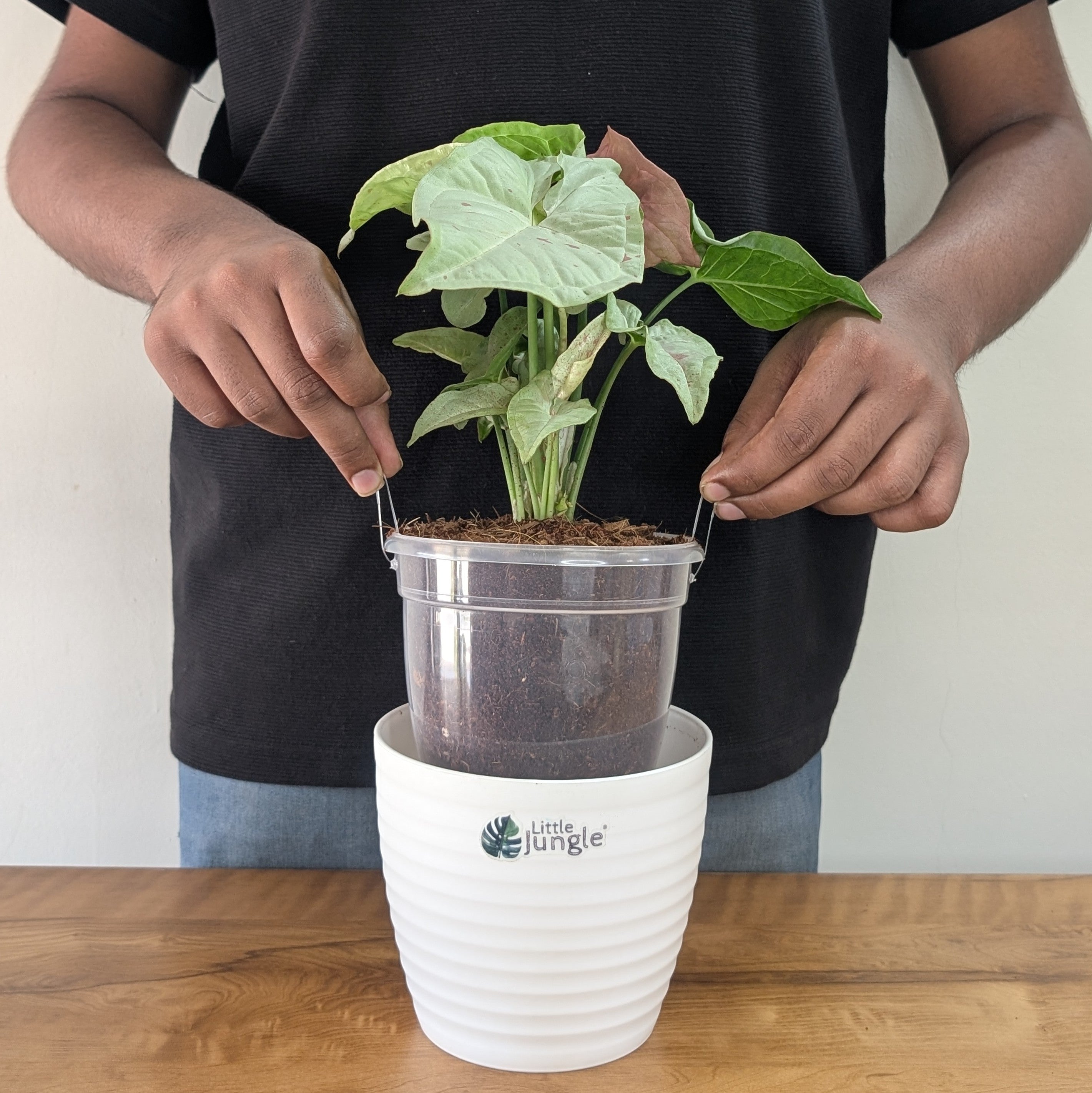 Syngonium Milk Confetti, with 5.5 inches white decor plant