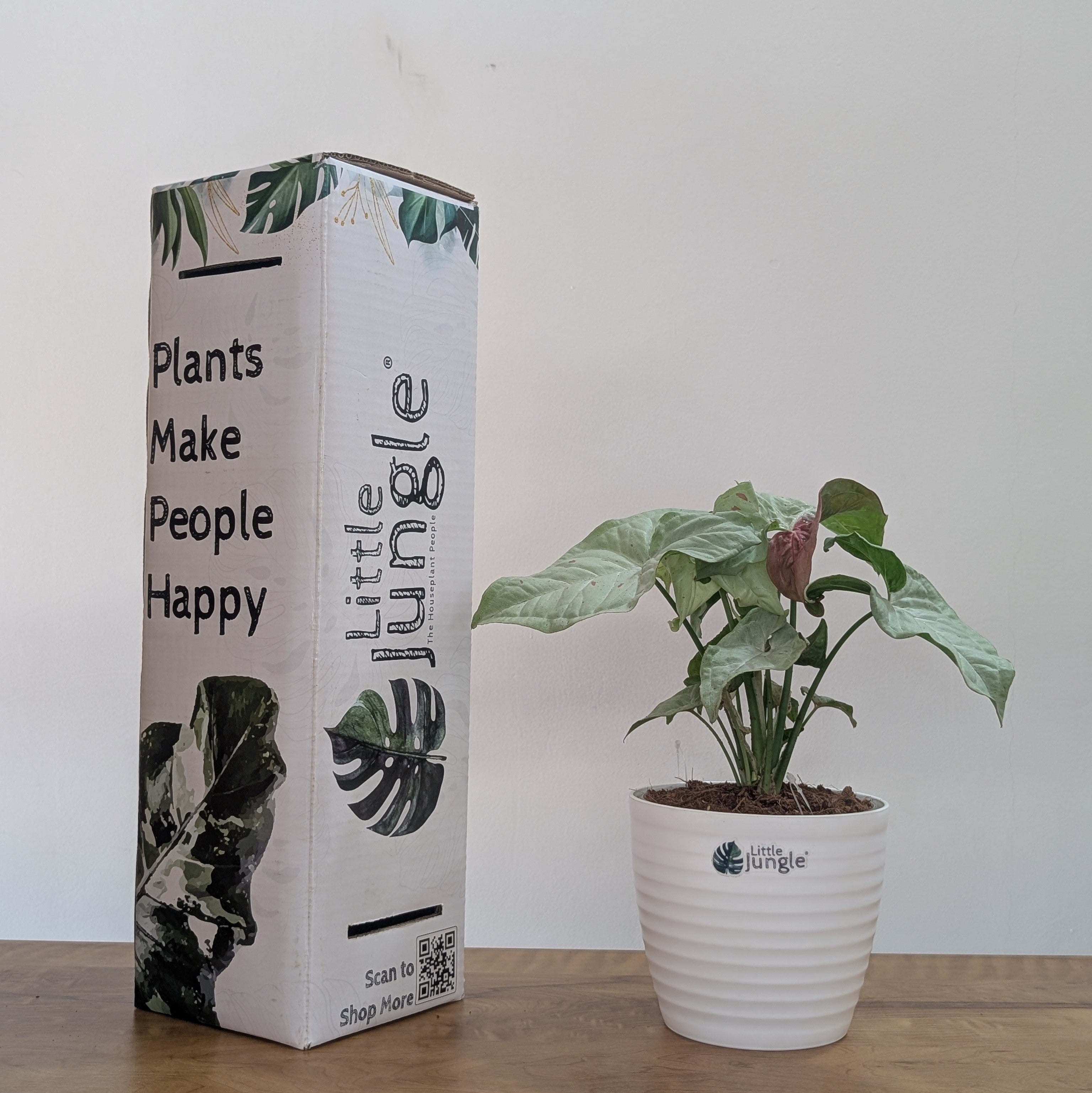Syngonium Milk Confetti, with 5.5 inches white decor plant