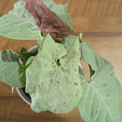 Syngonium Milk Confetti, with 5.5 inches white decor plant