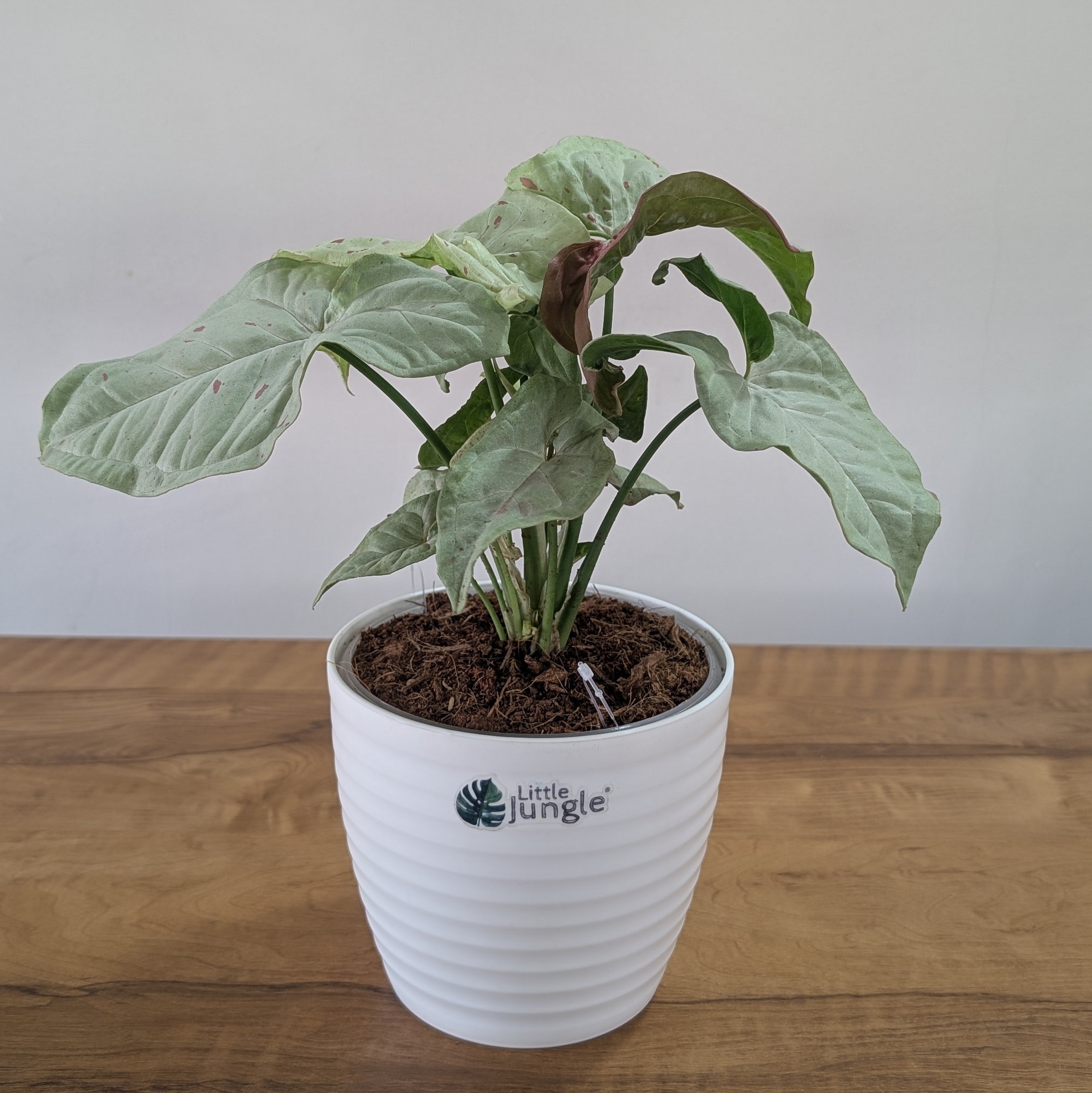 Syngonium Milk Confetti, with 5.5 inches white decor plant