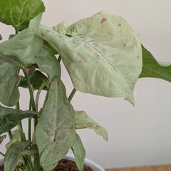 Syngonium Milk Confetti, with 5.5 inches white decor plant