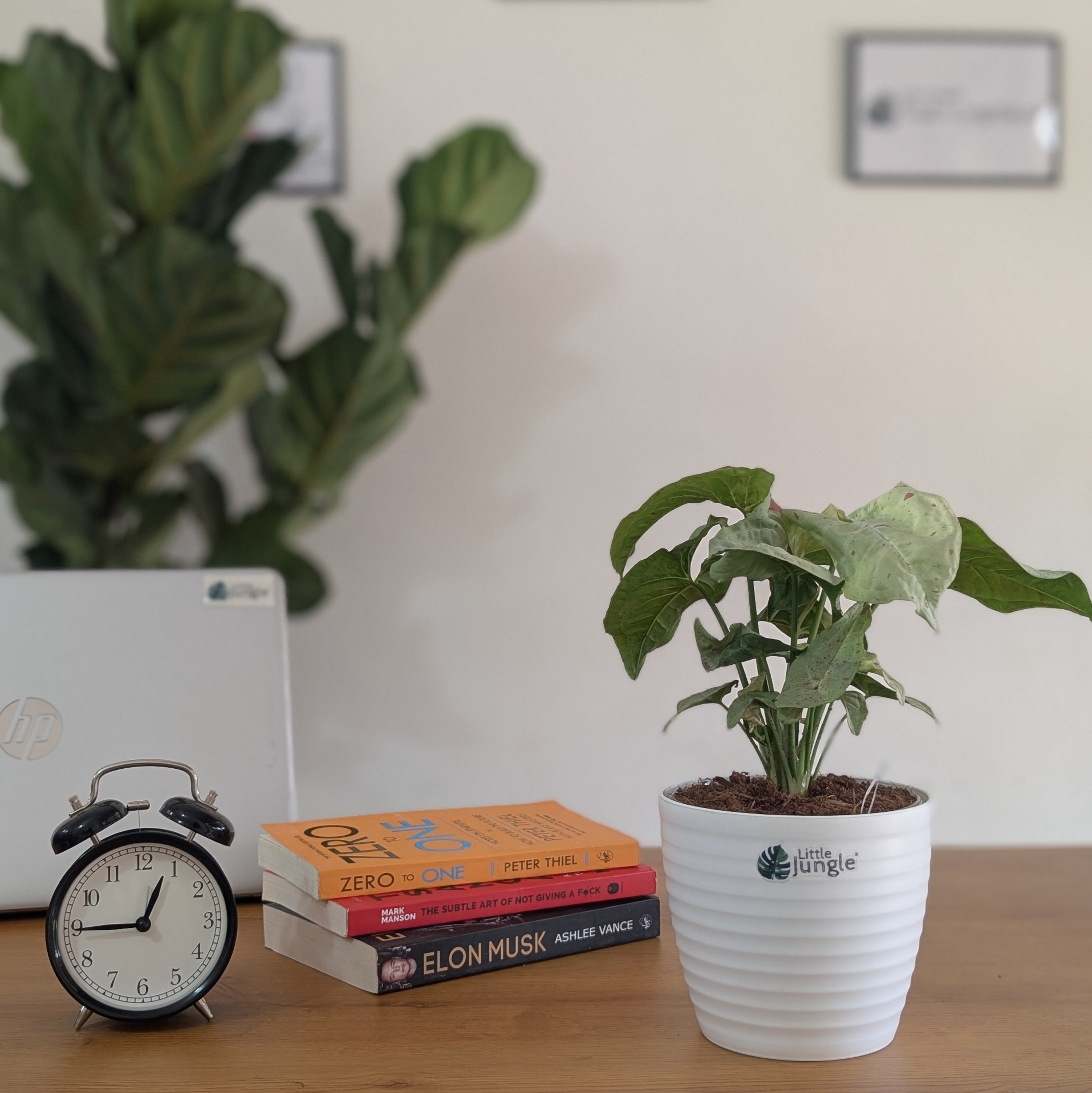 Syngonium Milk Confetti, with 5.5 inches white decor plant