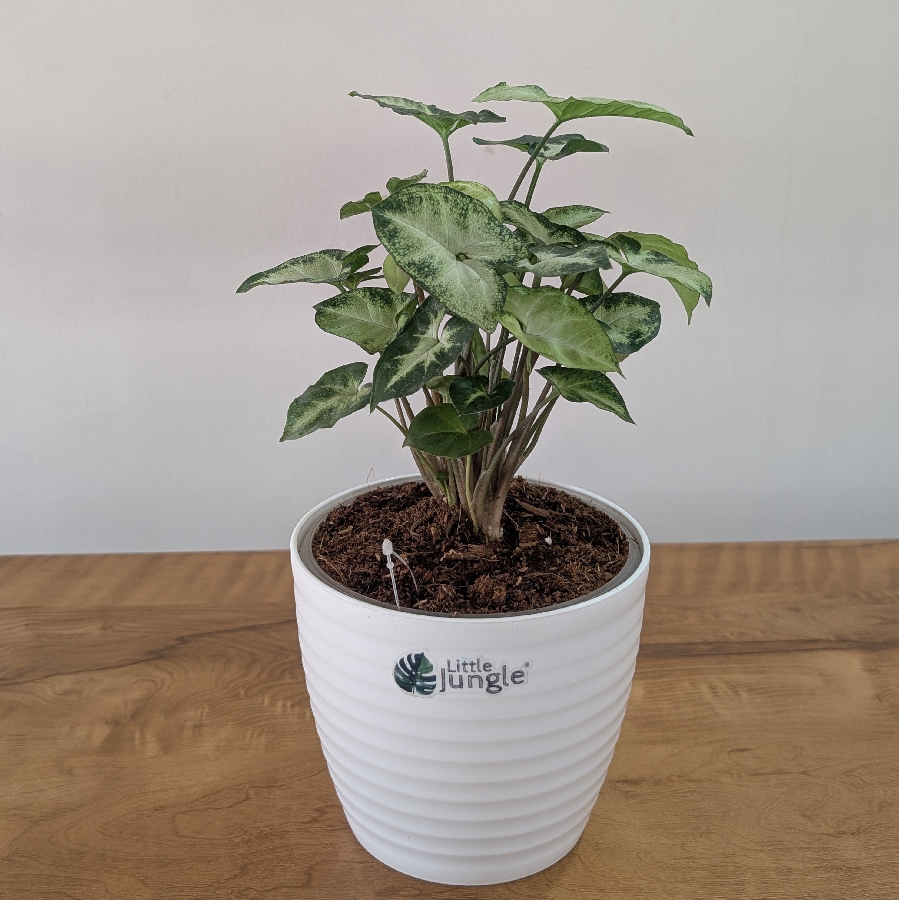 Syngonium pixie