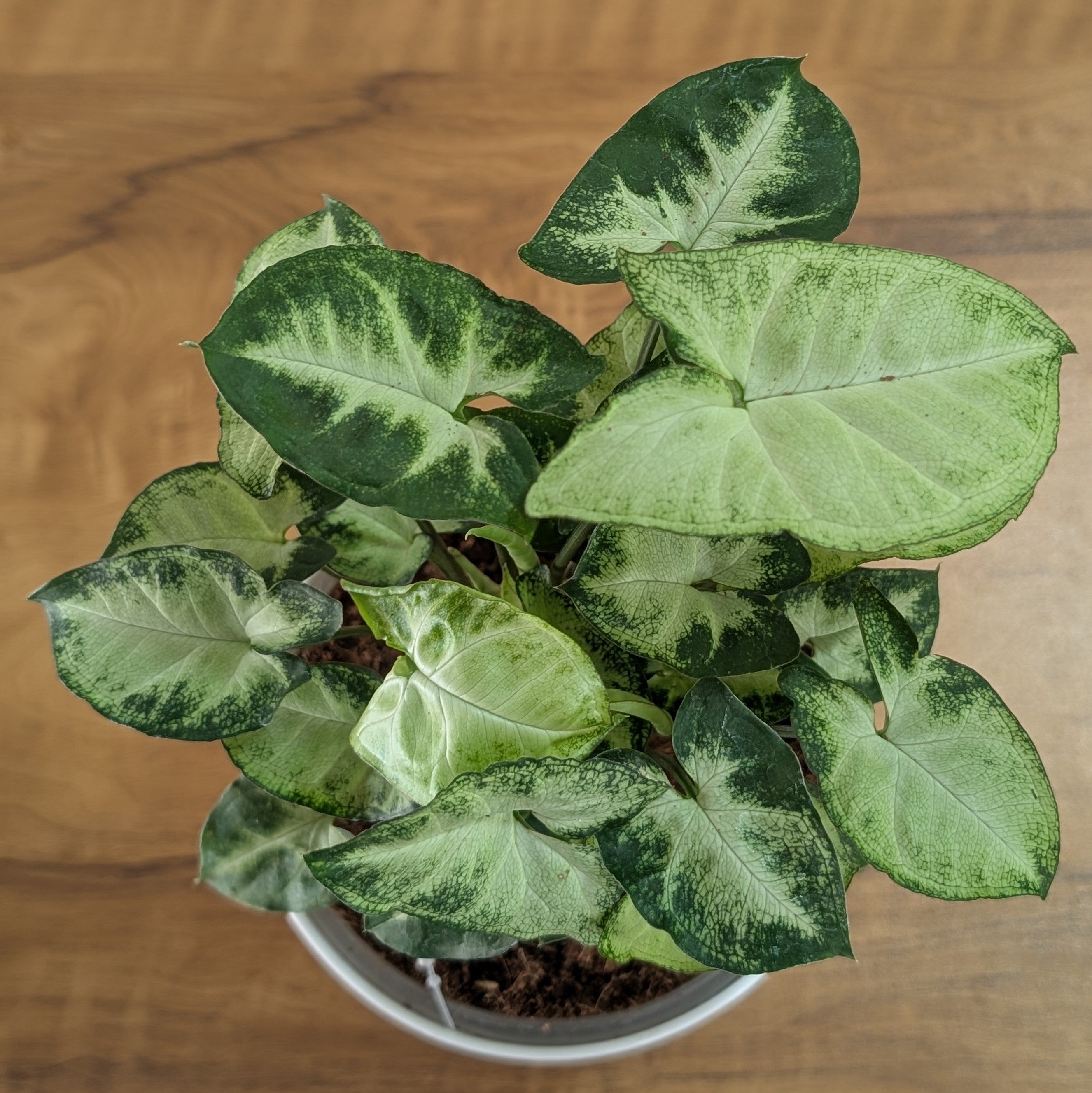 Syngonium pixie