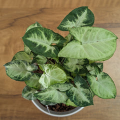Syngonium pixie