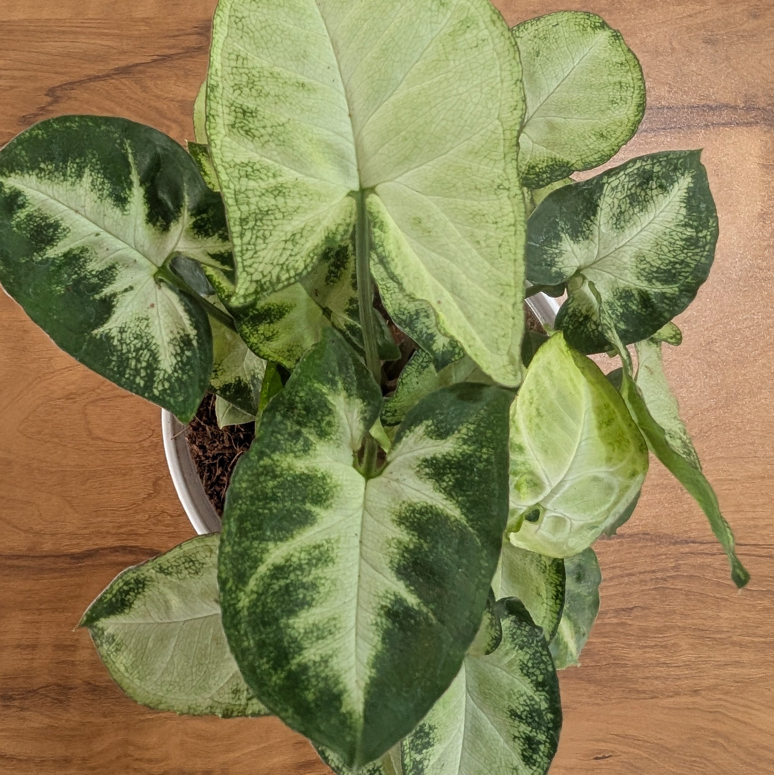 Syngonium pixie
