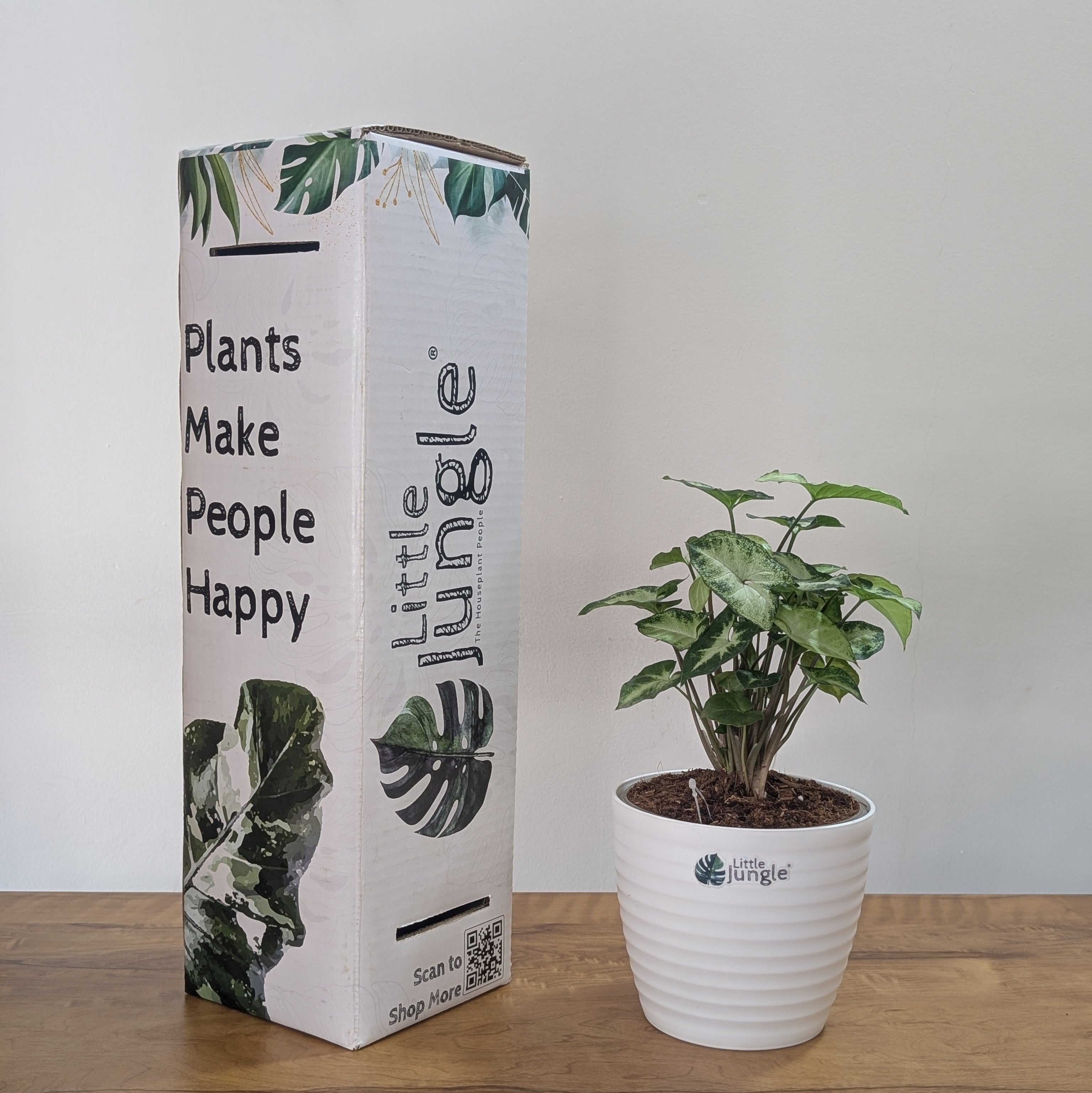 Syngonium pixie