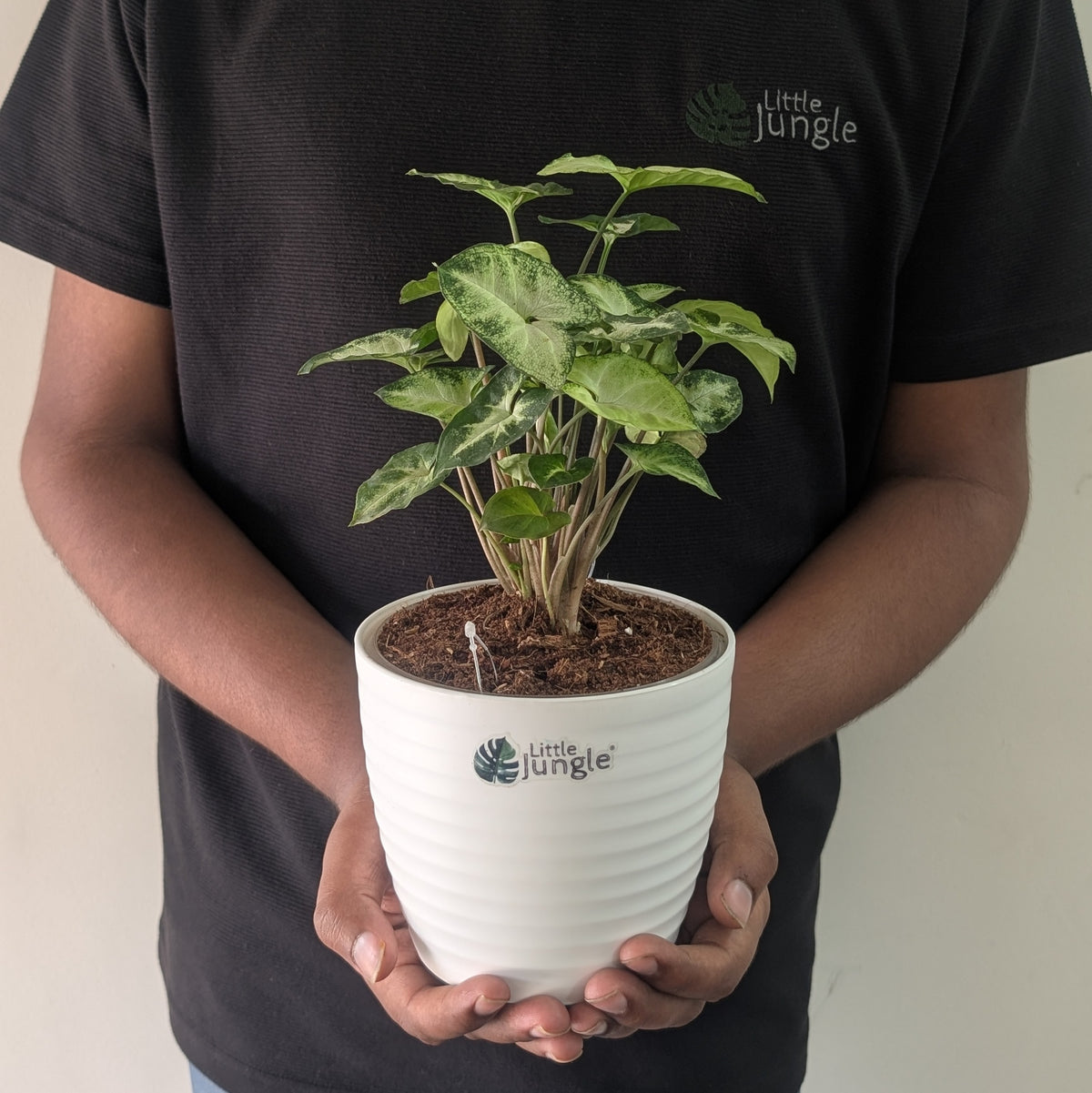 Syngonium pixie