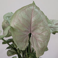 Syngonium cream Allusion