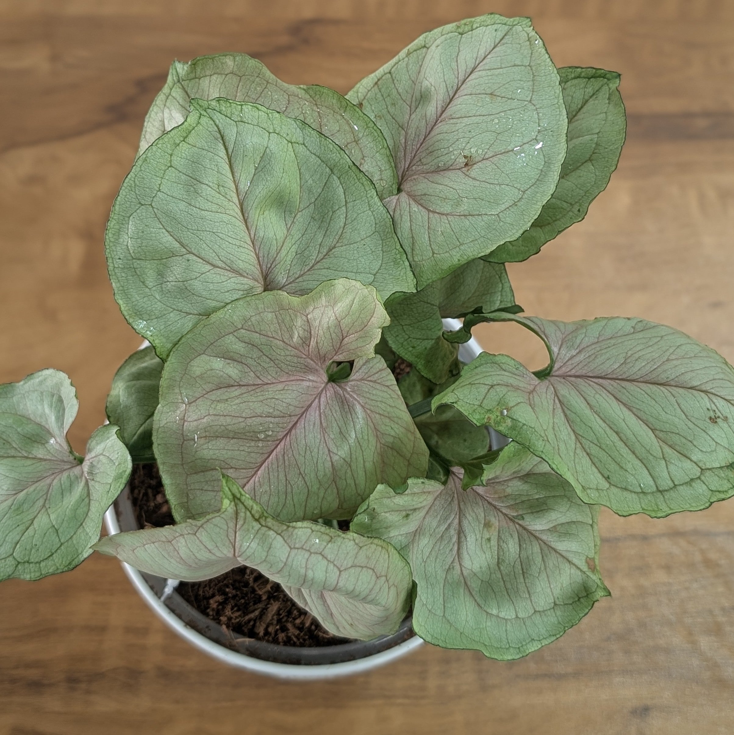 Syngonium cream Allusion