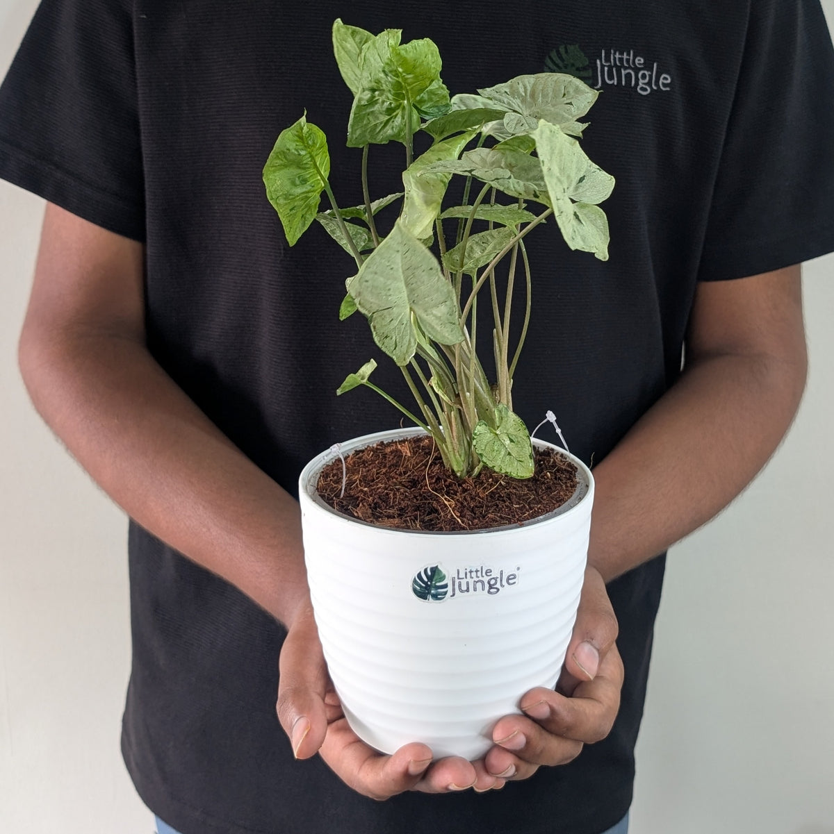 Syngonium Green splash