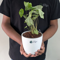 Syngonium Green splash