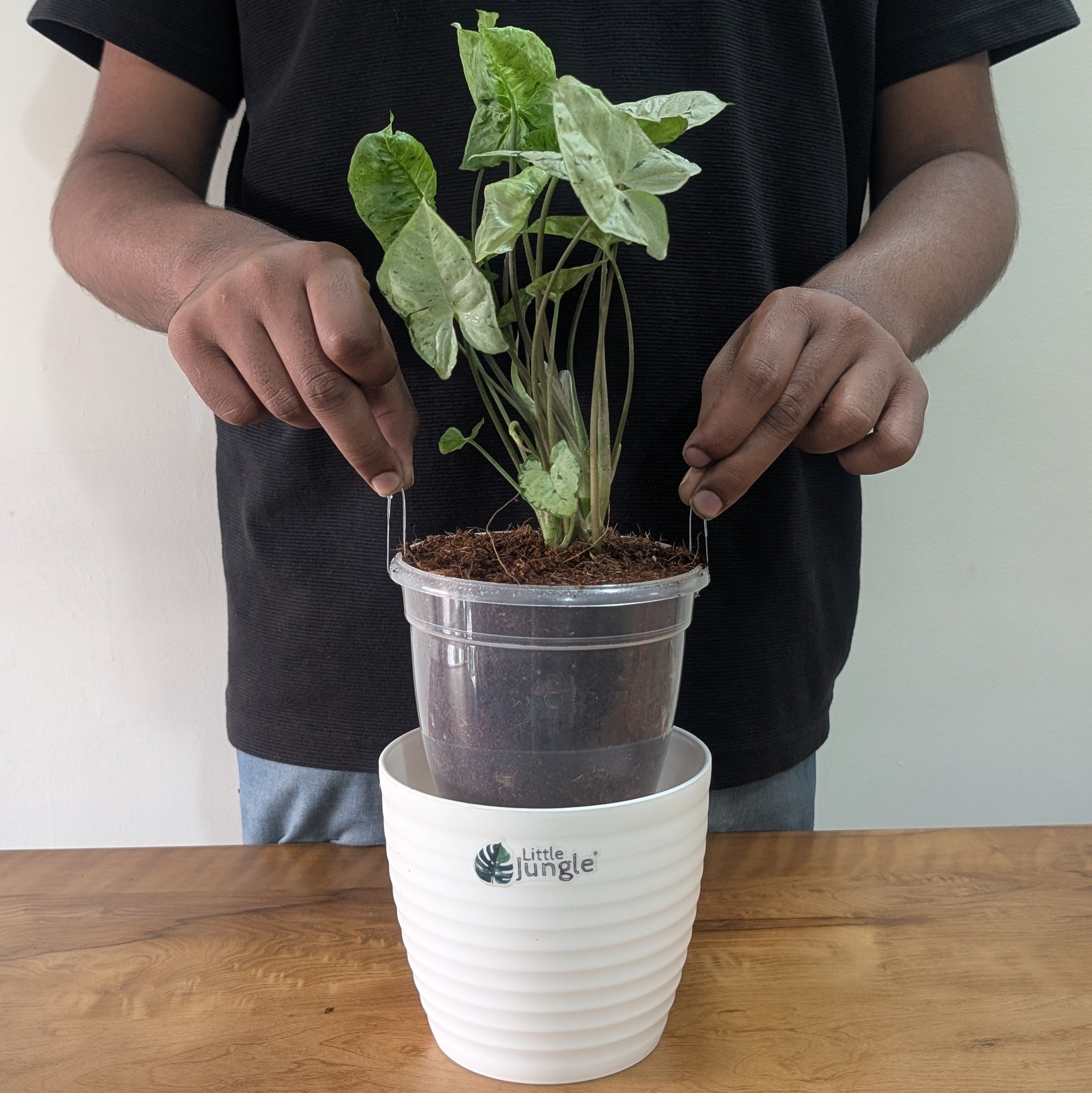 Syngonium Green splash