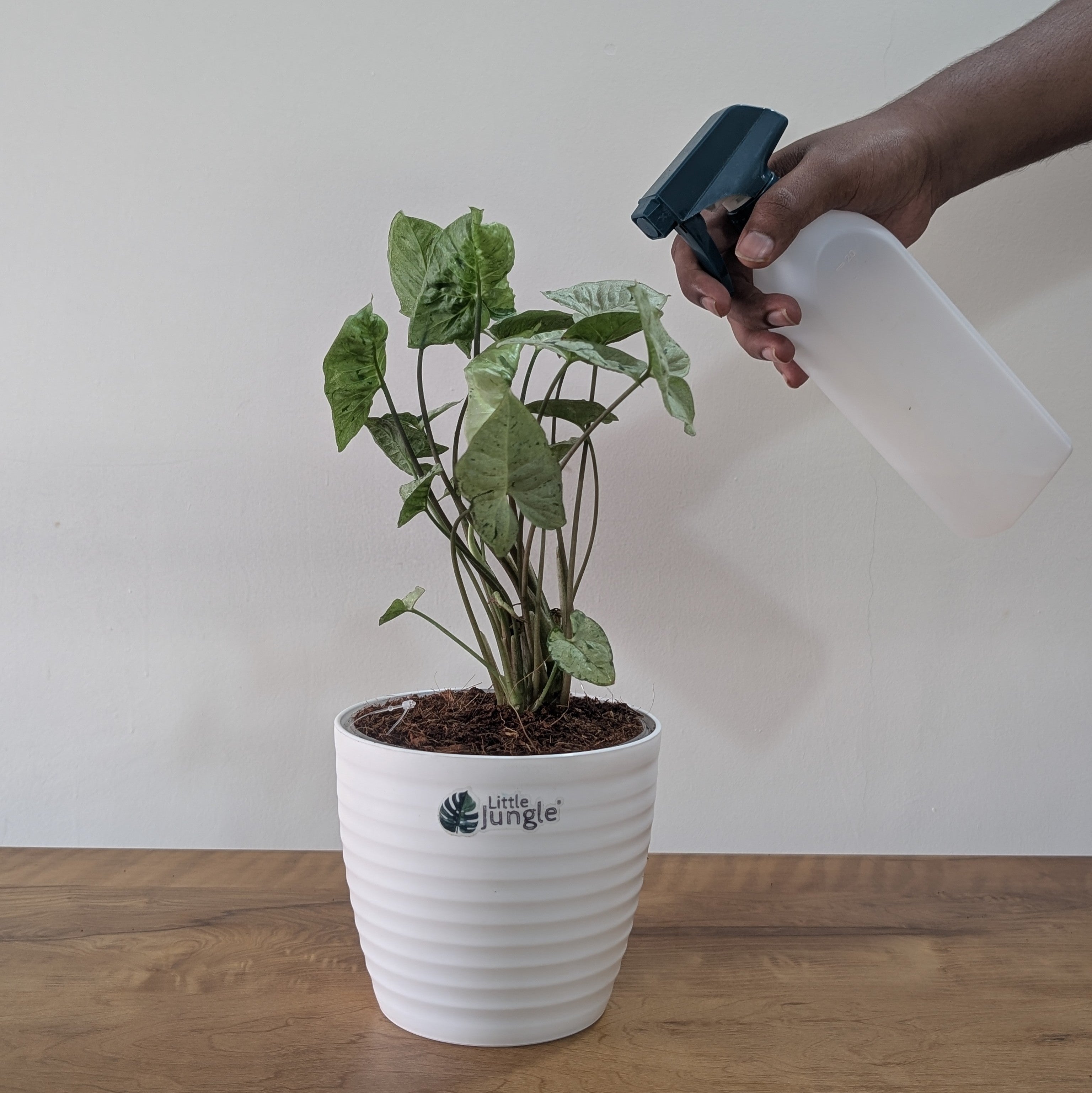 Syngonium Green splash