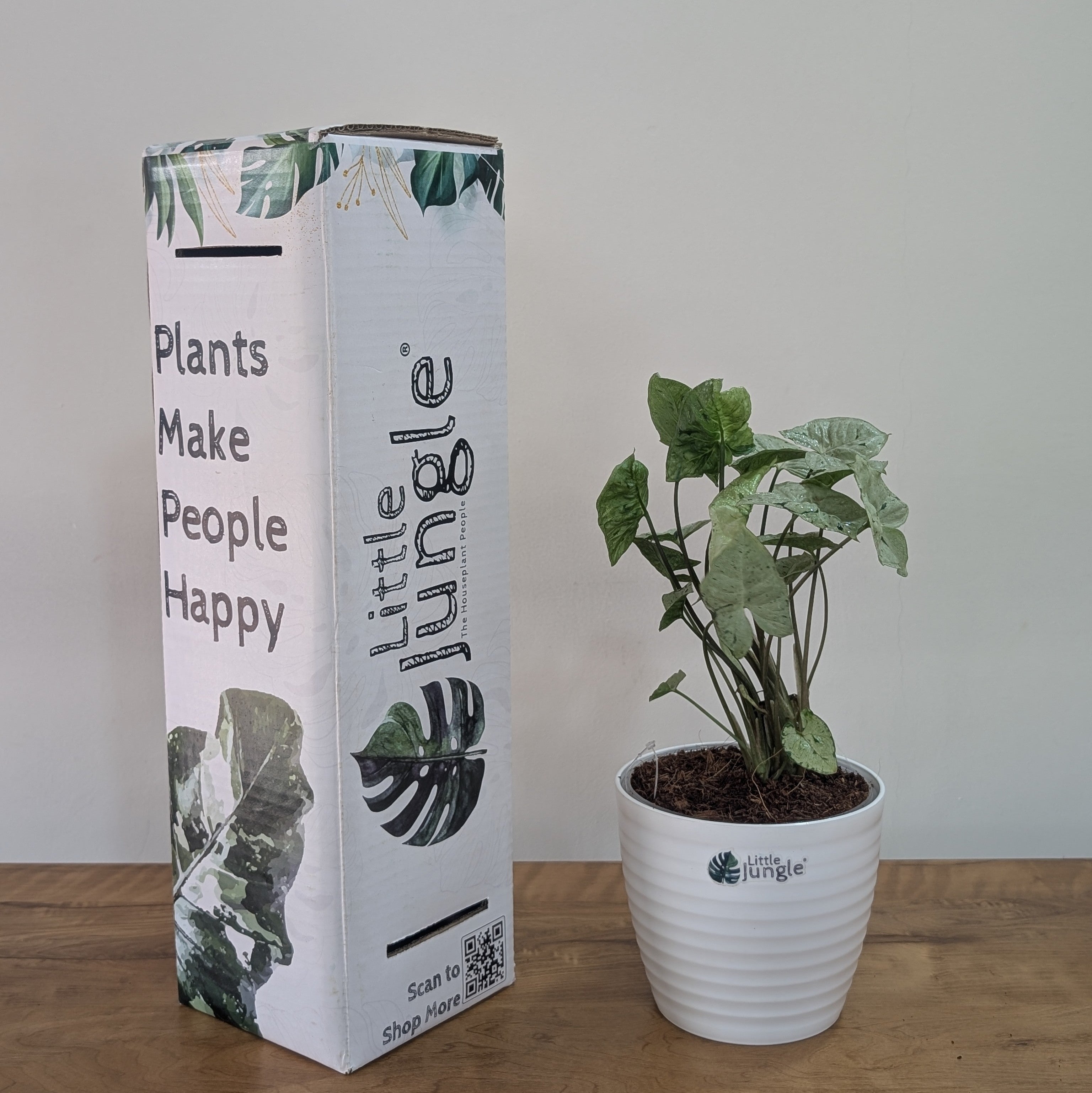Syngonium Green splash