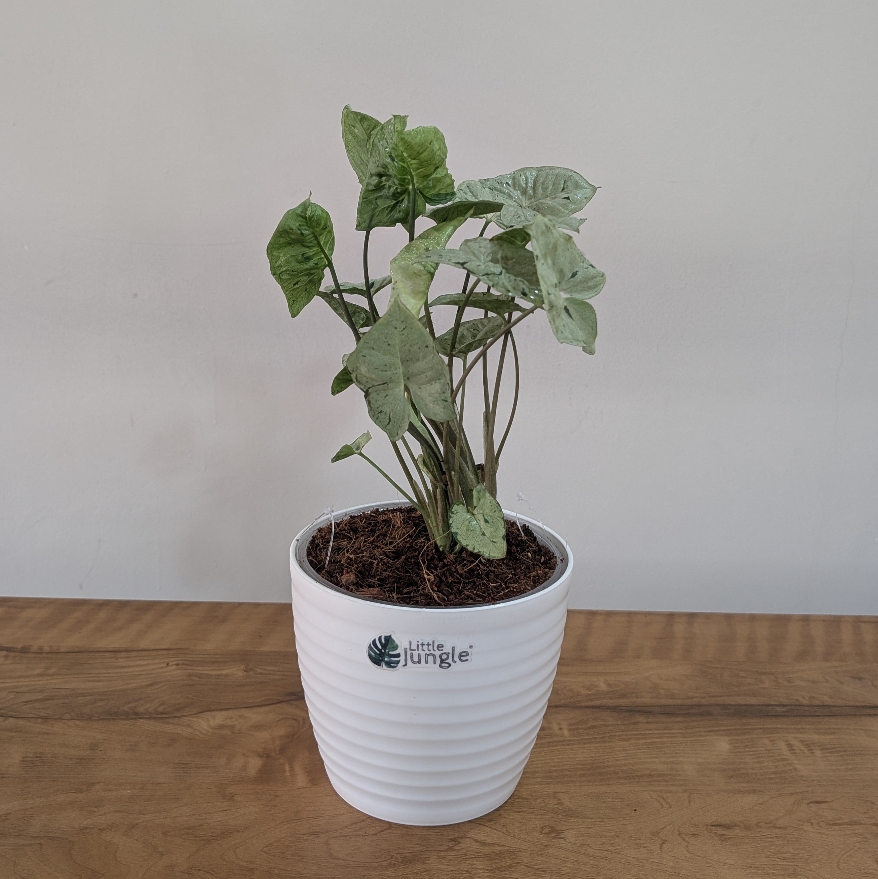 Syngonium Green splash