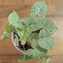 Syngonium Green splash