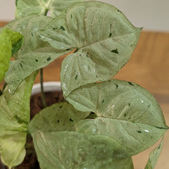 Syngonium Green splash