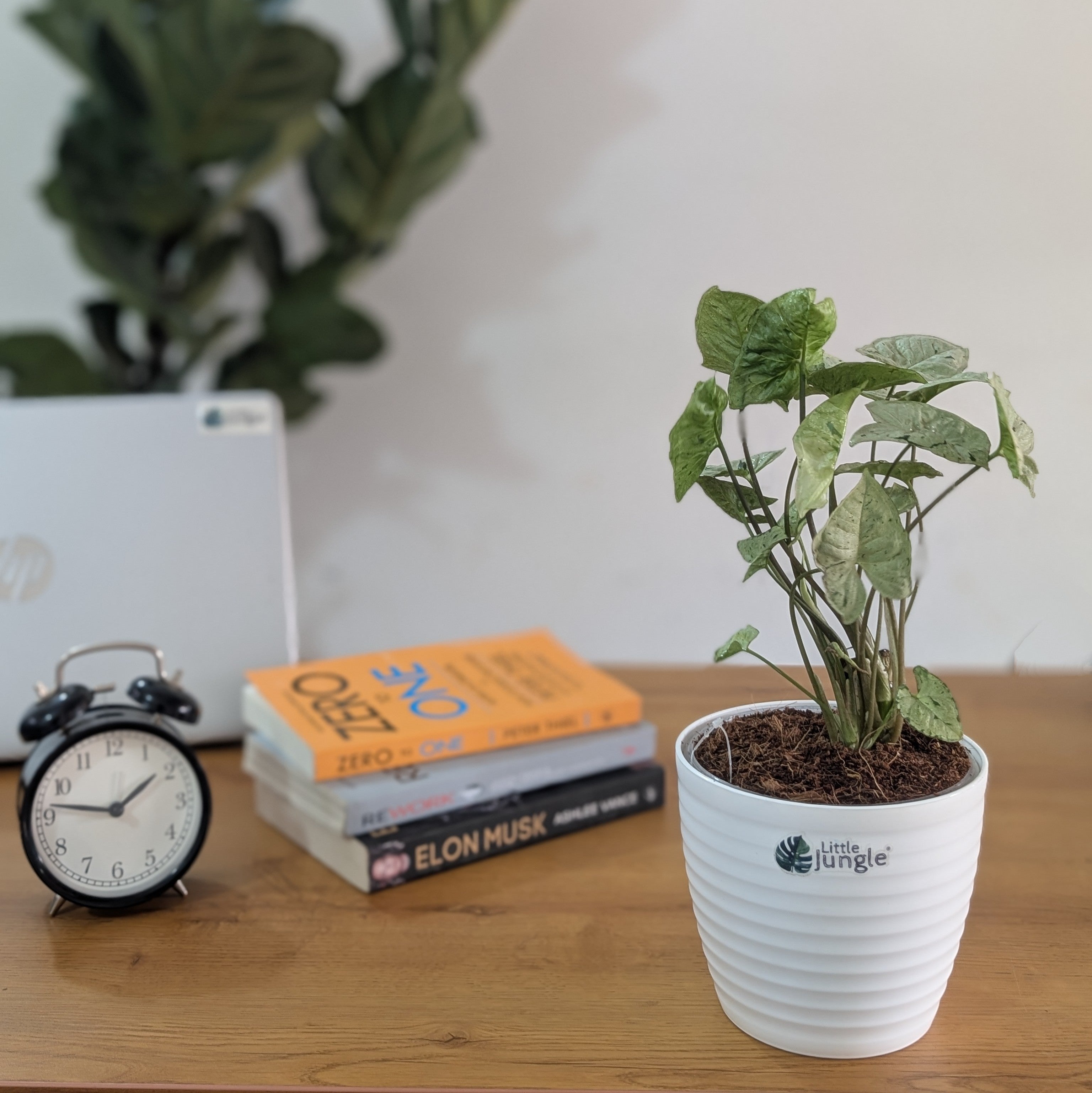 Syngonium Green splash