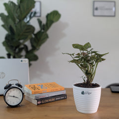 Syngonium Mini Allusion