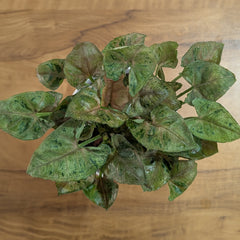 Syngonium Mini Allusion