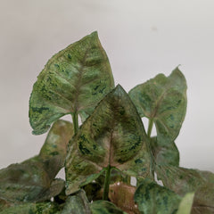 Syngonium Mini Allusion