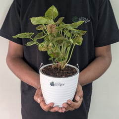 Syngonium Mini Allusion