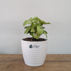Syngonium Mango Allusion