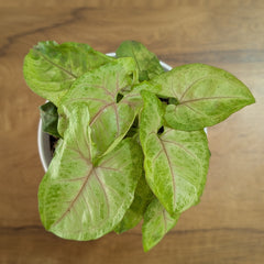 Syngonium Mango Allusion
