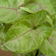 Syngonium Mango Allusion