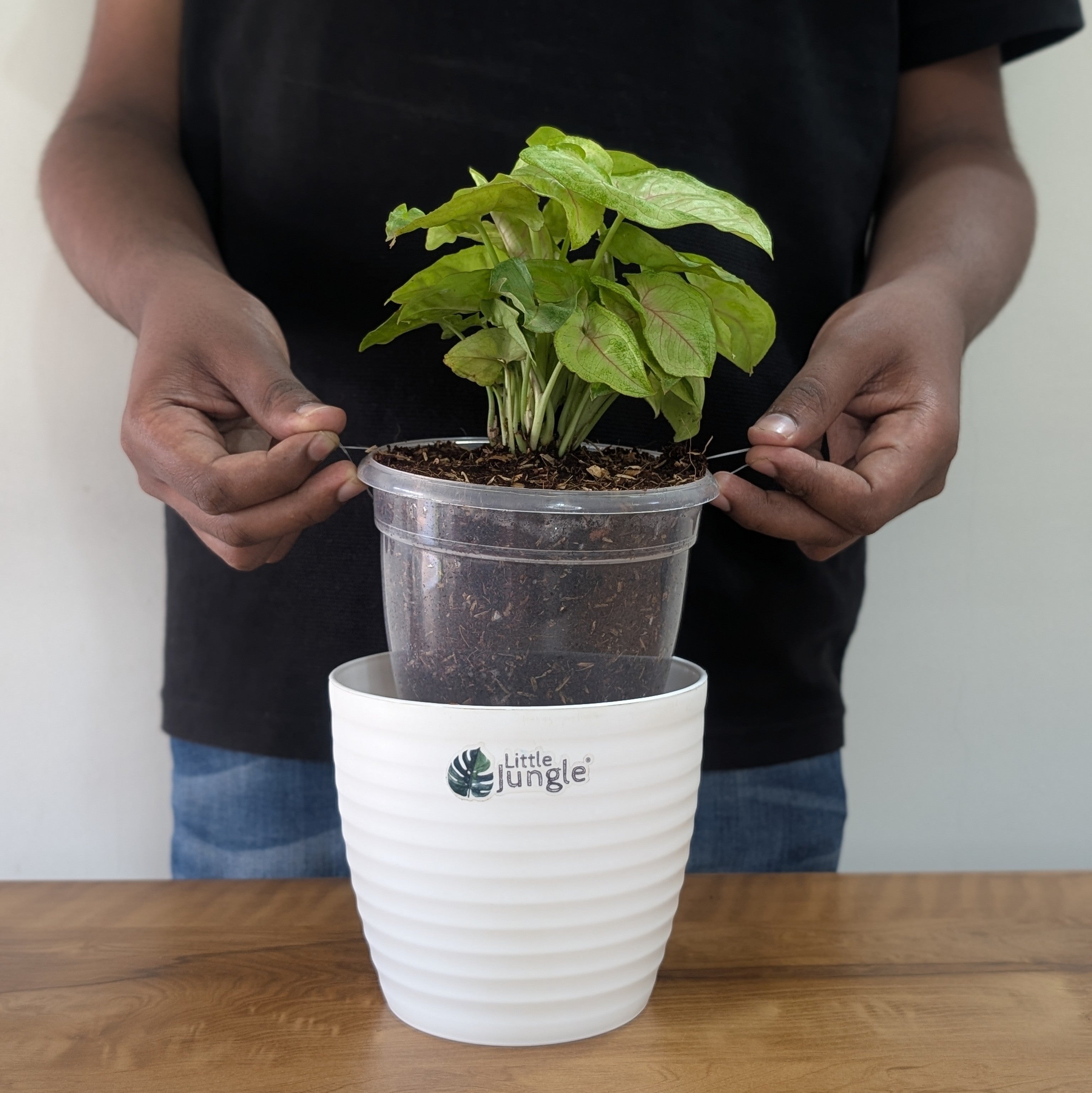 Syngonium Mango Allusion