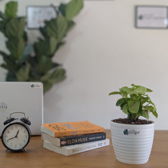 Syngonium Mango Allusion