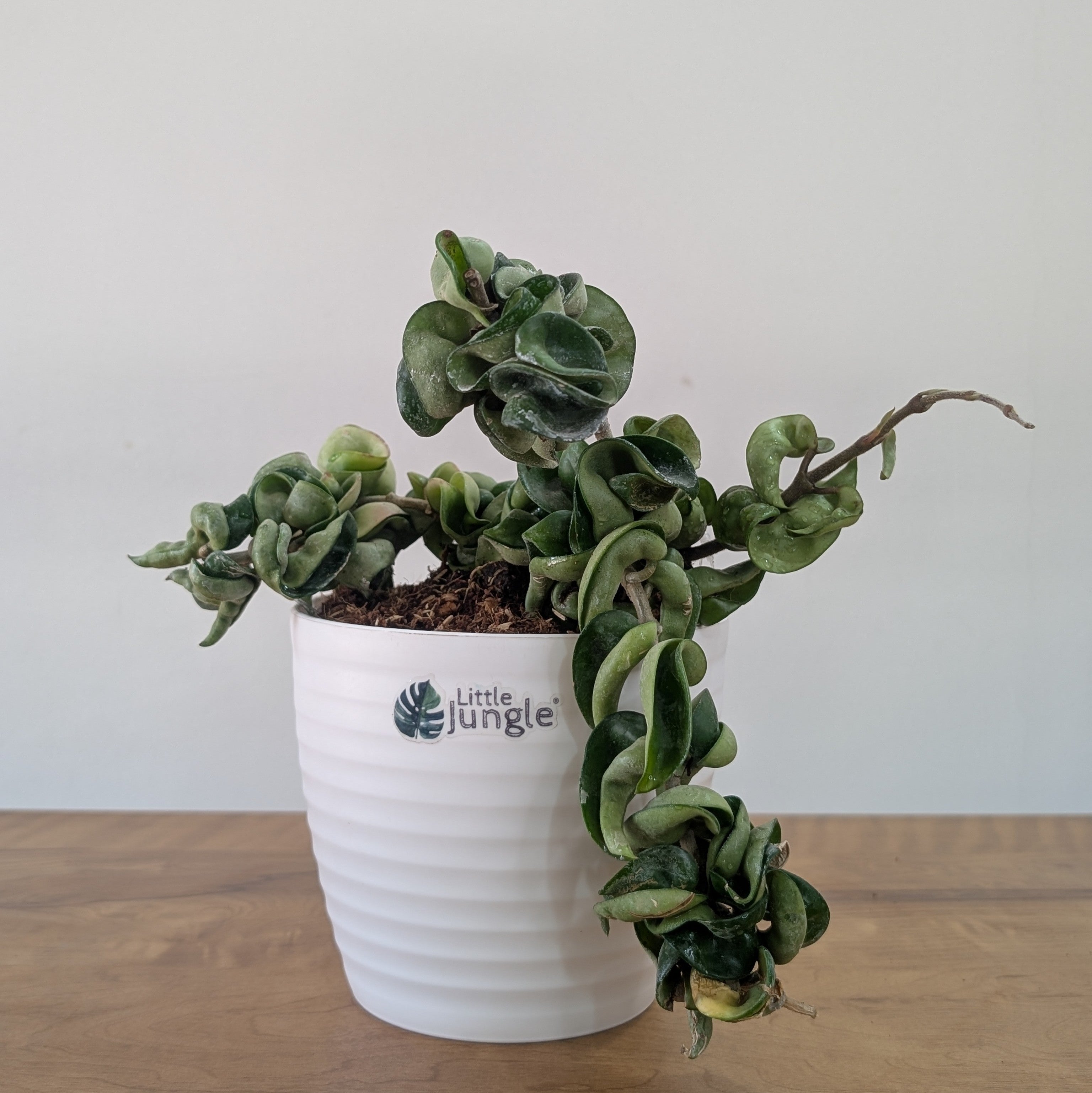 Hoya Hindu Rope, with 5.5 inches white decor pot