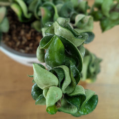 Hoya Hindu Rope, with 5.5 inches white decor pot