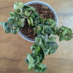 Hoya Hindu Rope, with 5.5 inches white decor pot