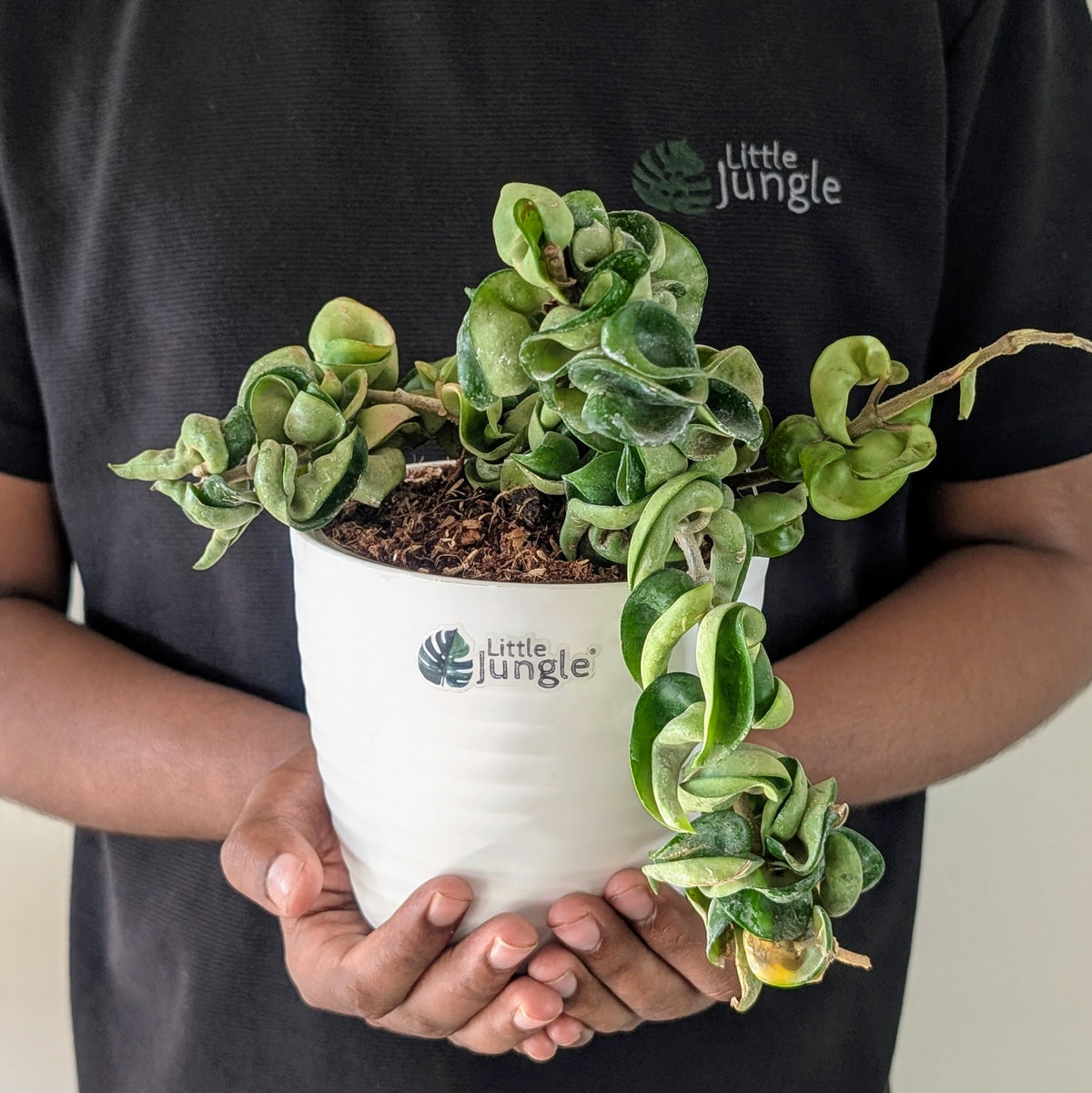 Hoya Hindu Rope, with 5.5 inches white decor pot