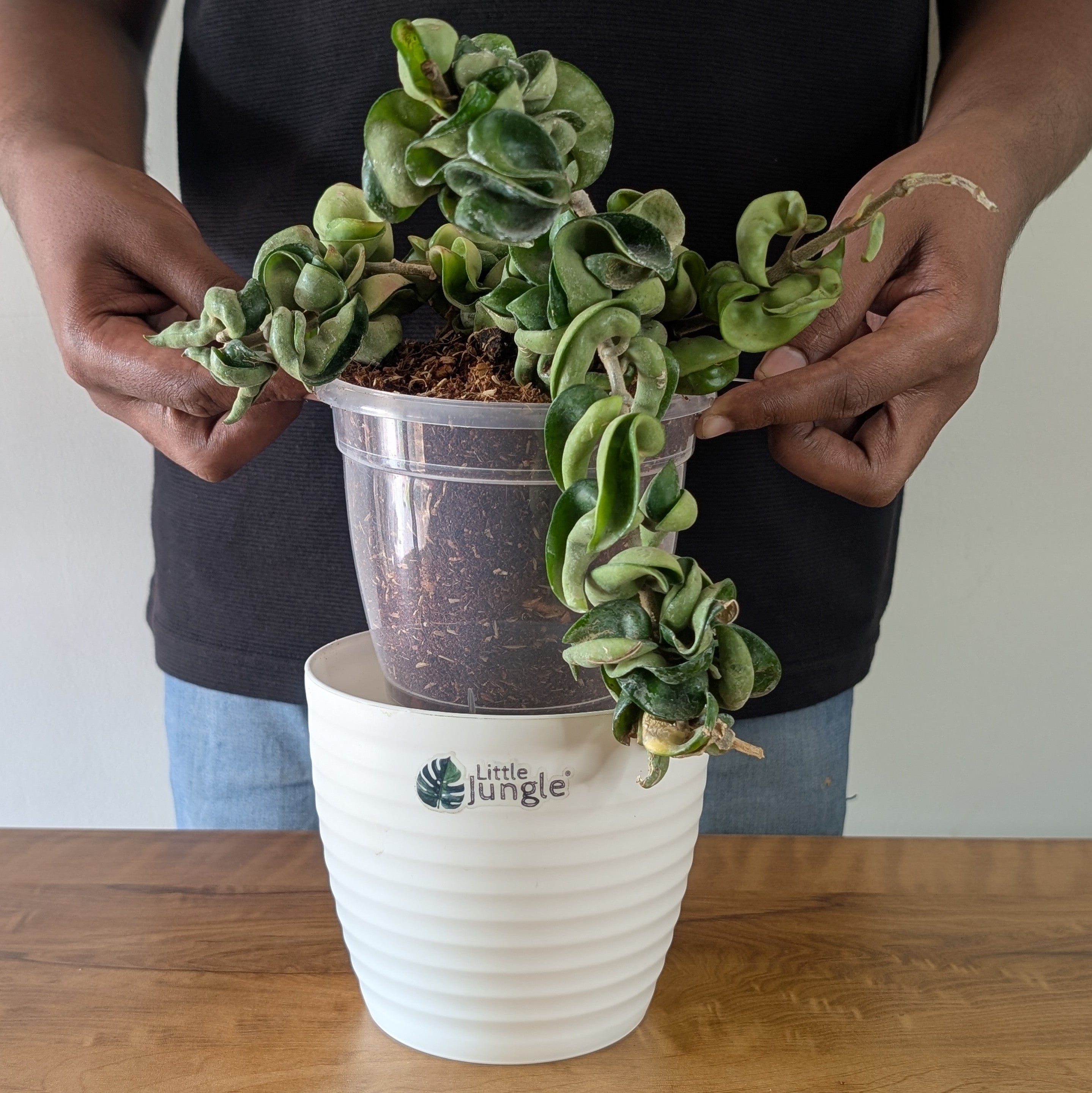 Hoya Hindu Rope, with 5.5 inches white decor pot